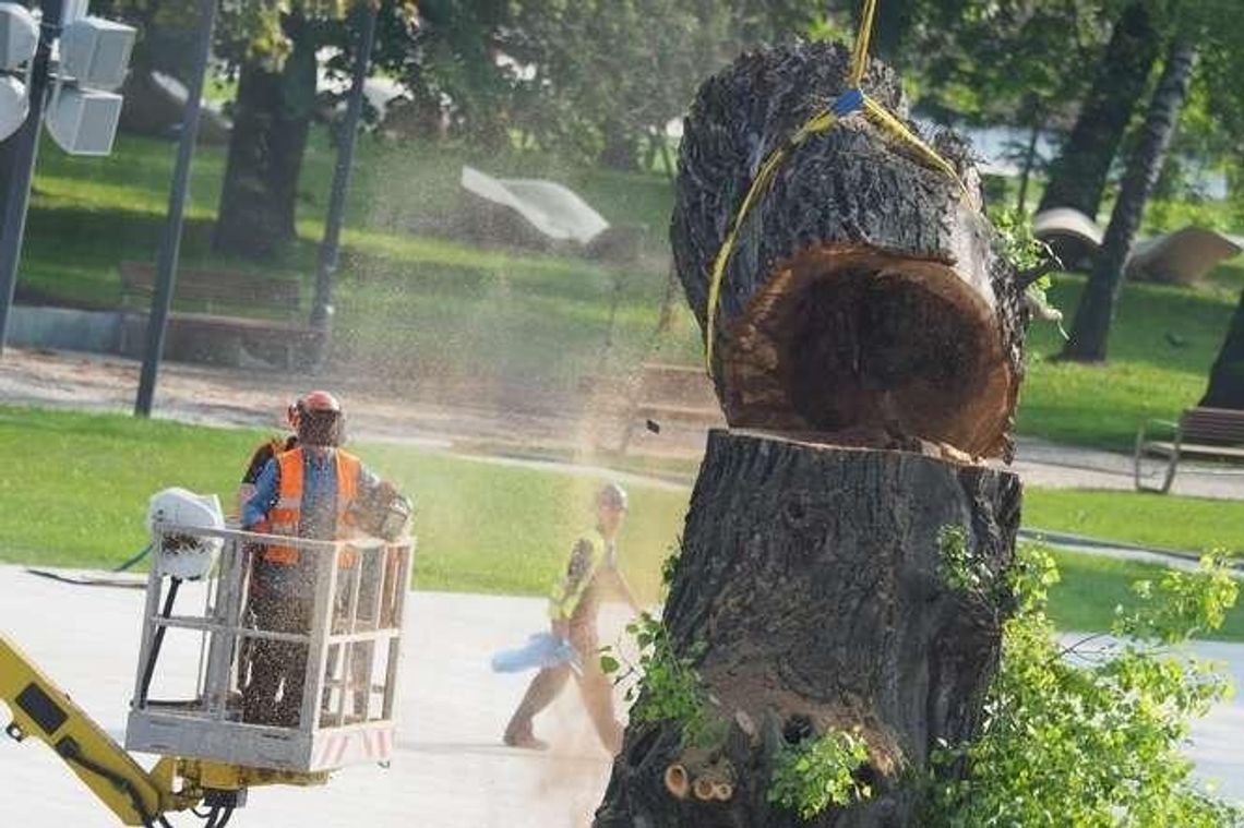 Plac Litewski bez Baobabu po ponad 100 latach. Wycinka trwała około 2,5 godziny (wideo, zdjęcia)