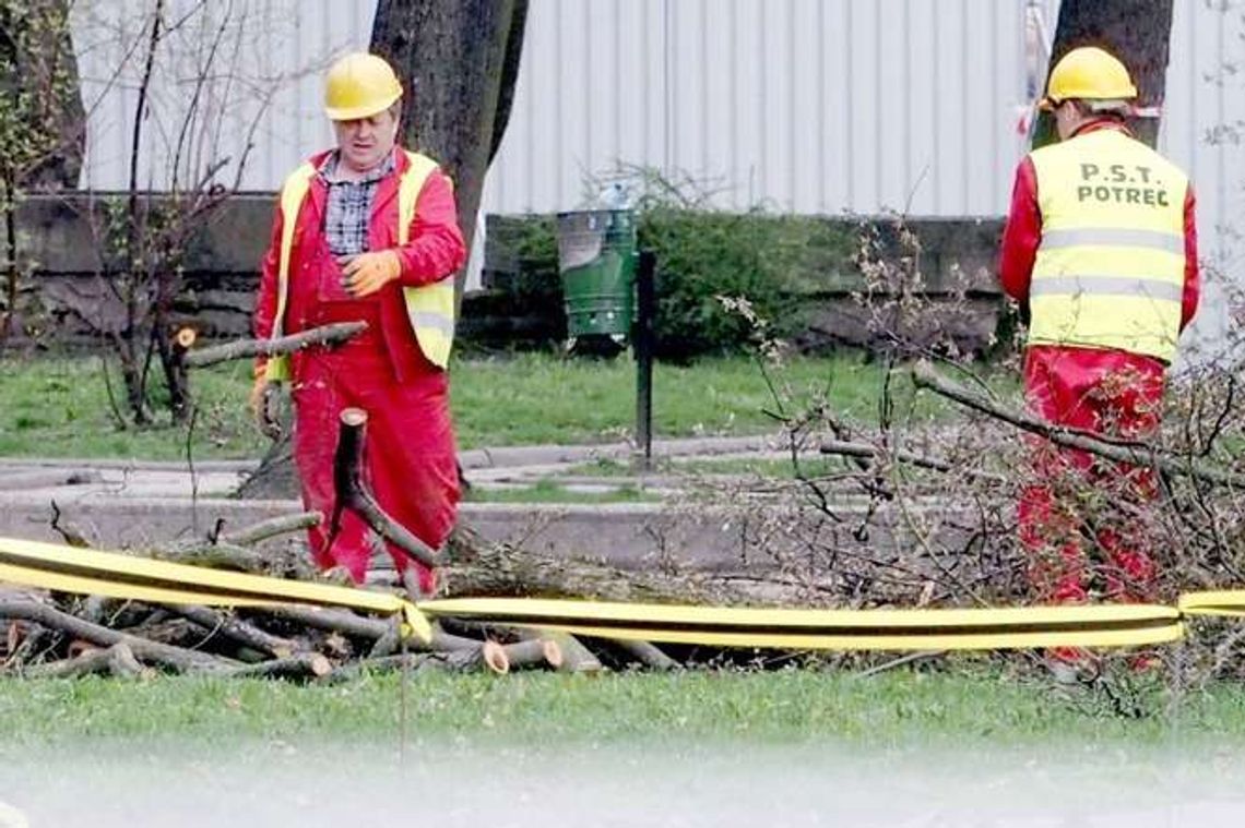 Plac Litewski już łysieje. Ruszyła wycinka drzew Plac Litewski już łysieje. Ruszyła wycinka drzew