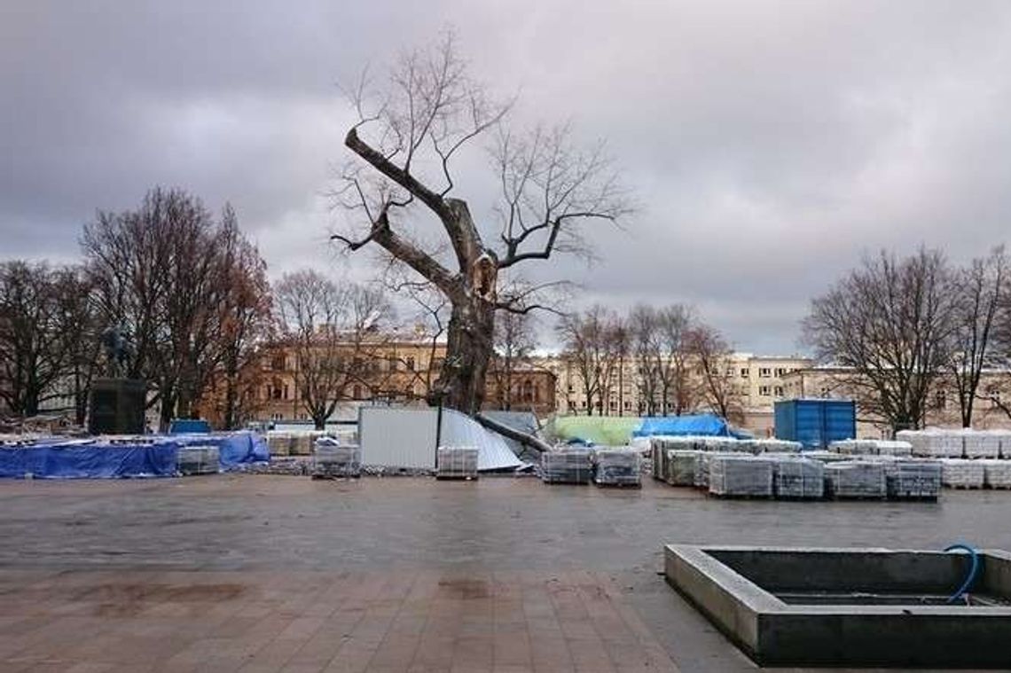 Plac Litewski: Już wiadomo co będzie w miejscu Baobabu Plac Litewski: Już wiadomo co będzie w miejscu Baobabu