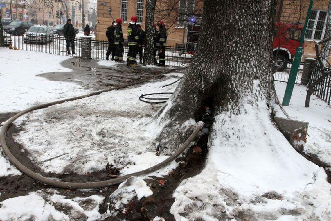 Plac Litewski: Pożar drzewa na placu zabaw Plac Litewski: Pożar drzewa na placu zabaw