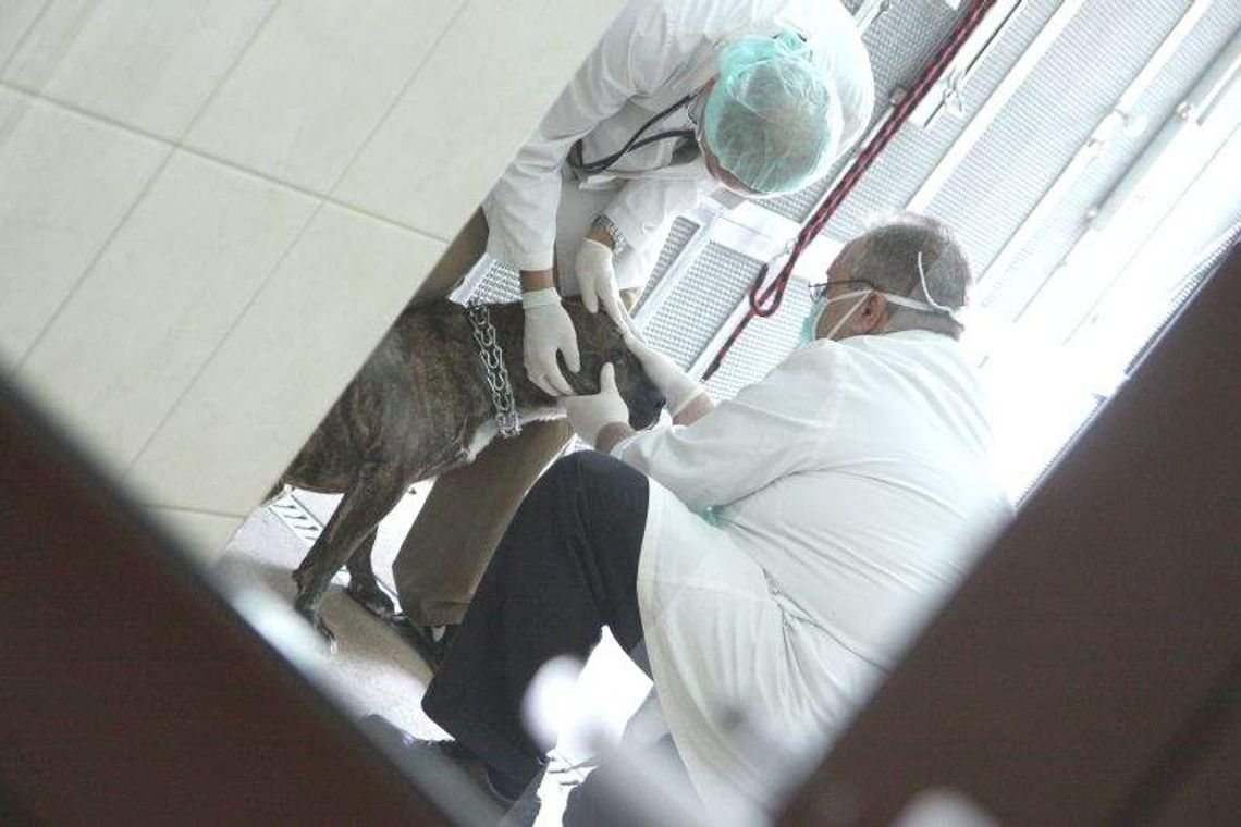 Plac zabaw, parking a może sterylizacja. Parczew wybiera