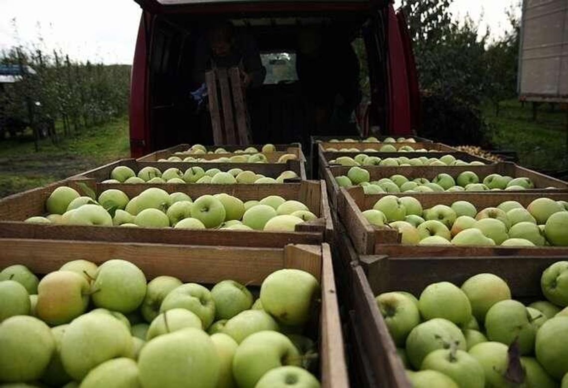 Plaga kradzieży w sadach owocowych. "Tonę mogli oberwać. Te gorsze wyrzucali"