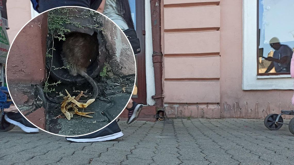 Plaga szczurów na Starym Mieście w Lublinie