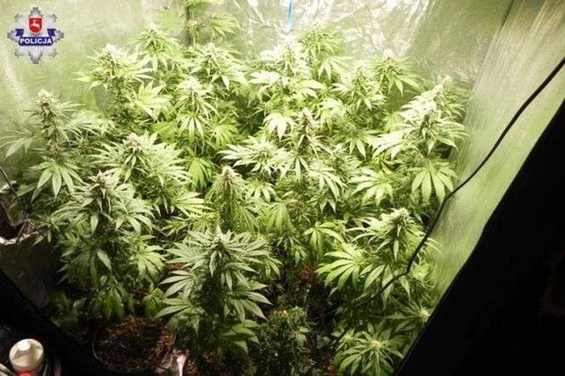 Plantacja konopi indyjskich na lubelskim LSM. Kilkadziesiąt krzaków [zdjęcia]