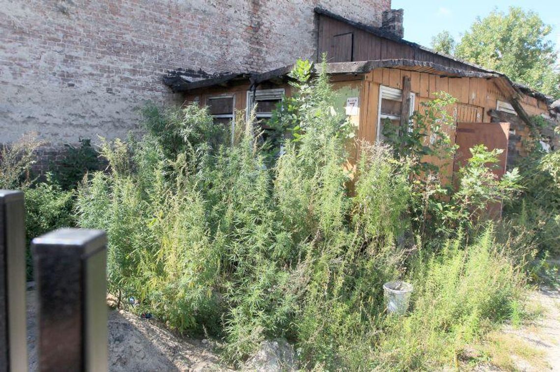 Plantacja konopi obok komisariatu w Lublinie. Policja: \"Mogliśmy coś przeoczyć\"