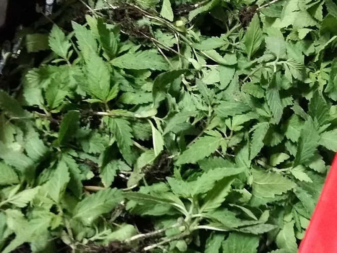 Plantacja konopi w Kolonii Słowatycze. Trzej mężczyźni zatrzymani Plantacja konopi w Kolonii Słowatycze. Trzej mężczyźni zatrzymani