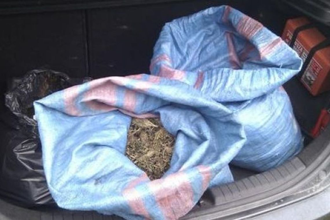 Plantacja konopi w Świdniku: 14 kilogramów suszu (wideo) Plantacja konopi w Świdniku: 14 kilogramów suszu (wideo)