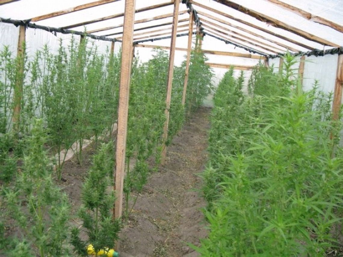 Plantacja marihuany u rolnika z Chodla (wideo)