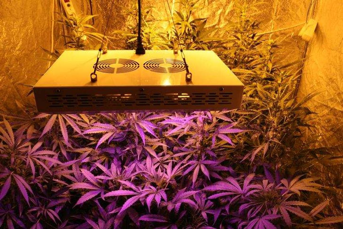 Plantacja marihuany w centrum Lublina (zdjęcia, wideo)