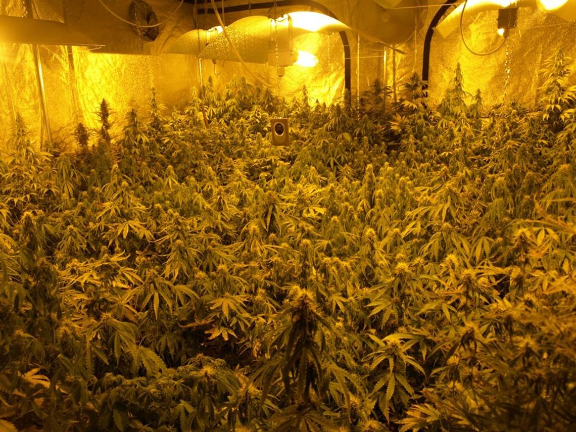 Plantacja marihuany w Chełmie. Wejście przez szafę (zdjęcia, wideo) Plantacja marihuany w Chełmie. Wejście przez szafę (zdjęcia, wideo)