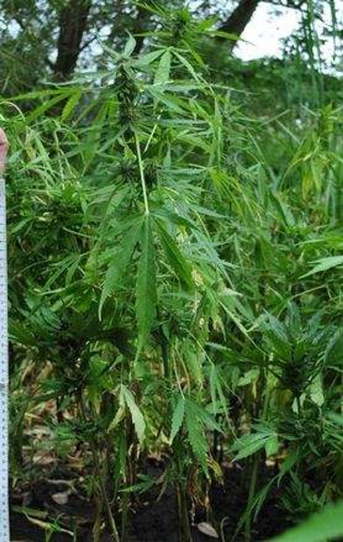 Plantacja marihuany w gminie Modliborzyce