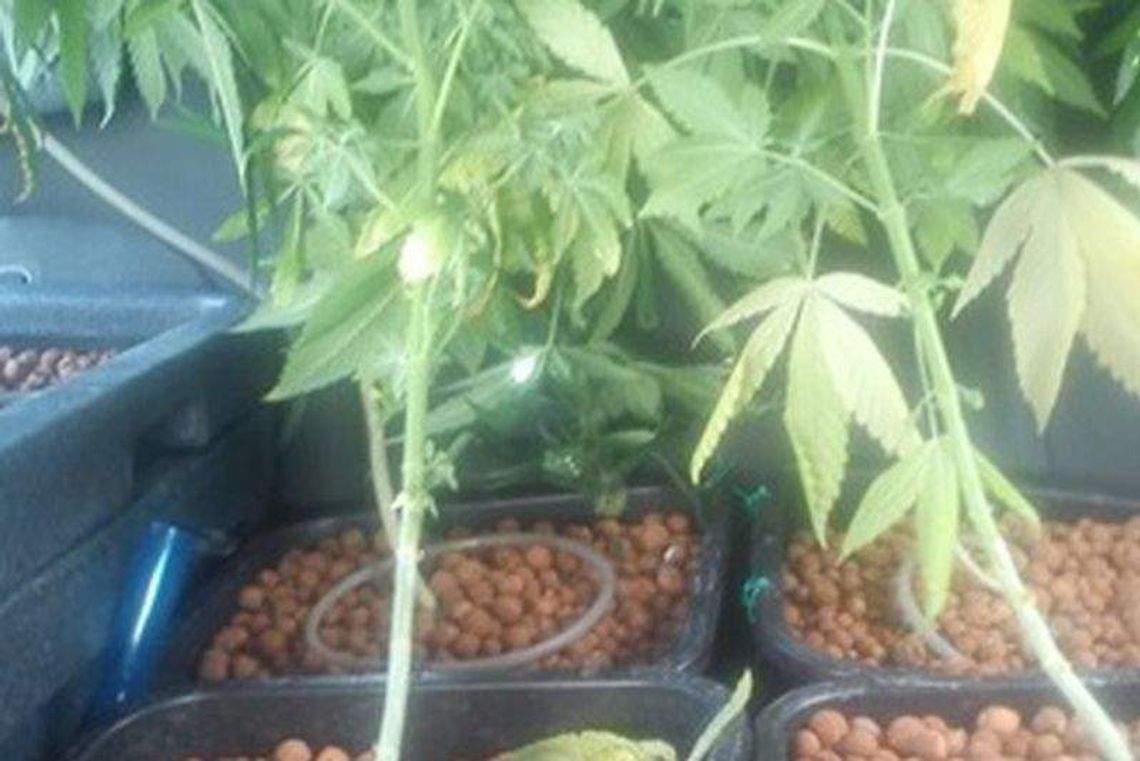 Plantacja marihuany w mieszkaniu Plantacja marihuany w mieszkaniu