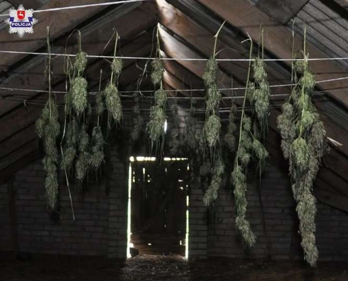 Plantacja marihuany w oborze