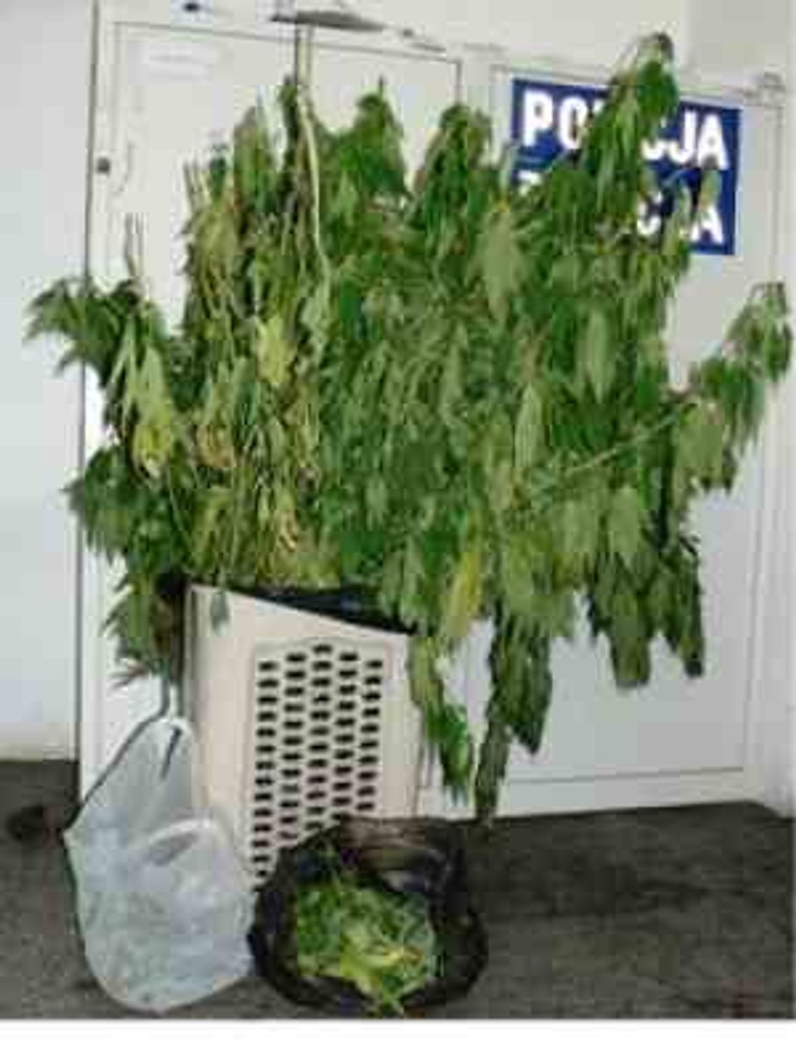 Plantacja marihuany zlikwidowana w Mełgwi Plantacja marihuany zlikwidowana w Mełgwi