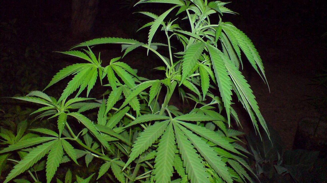 Plantator konopi: Posadziłem to przez pomyłkę