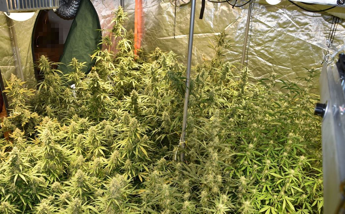 Biłgorajscy policjanci zabezpieczyli 70 krzaków konopi i 3 kg ziela w specjalnie przystosowanym namiocie.