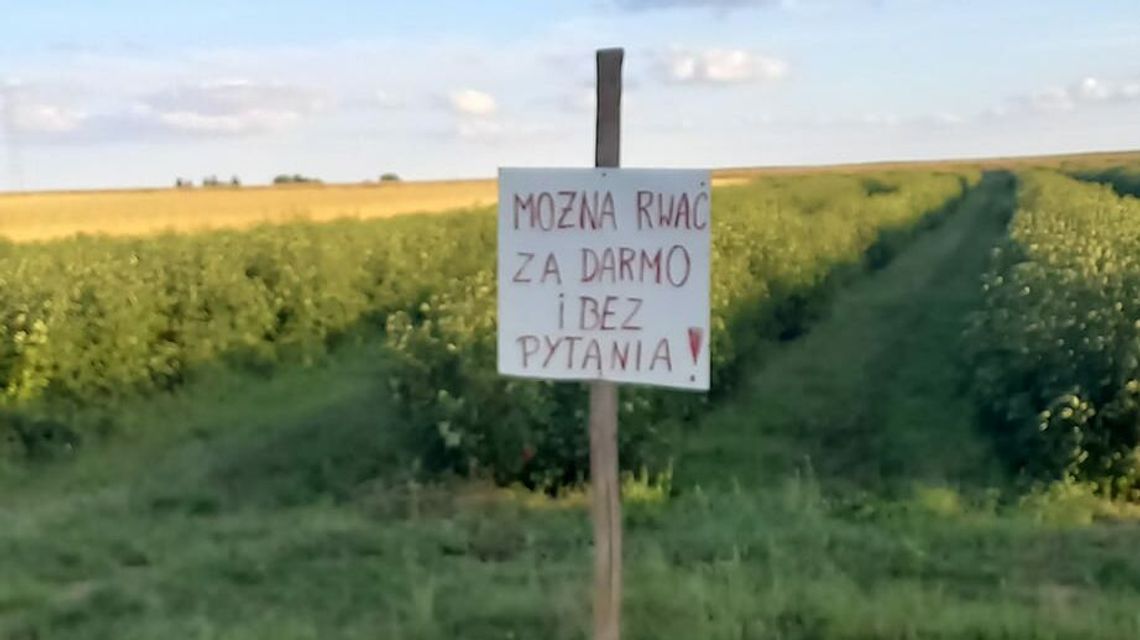 Plantator porzeczki: Nie pytajcie się, rwijcie za darmo Plantator porzeczki: Nie pytajcie się, rwijcie za darmo