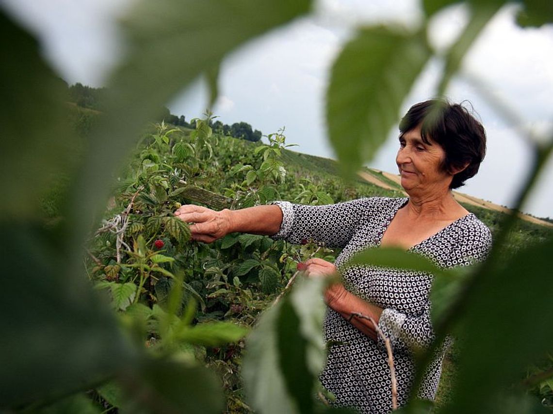 Plantatorzy agrestu, czarnej porzeczki i czereśni liczą zysk Plantatorzy agrestu, czarnej porzeczki i czereśni liczą zysk