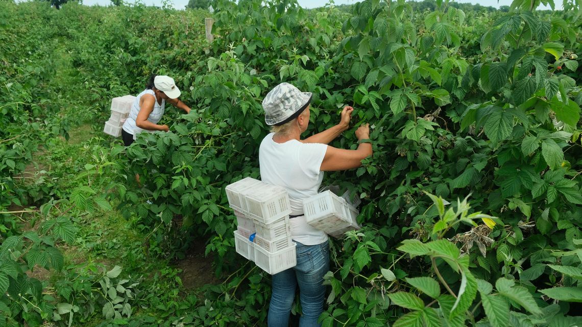 Plantatorzy malin rolowani na „państwowych” skupach? Plantatorzy malin rolowani na „państwowych” skupach?