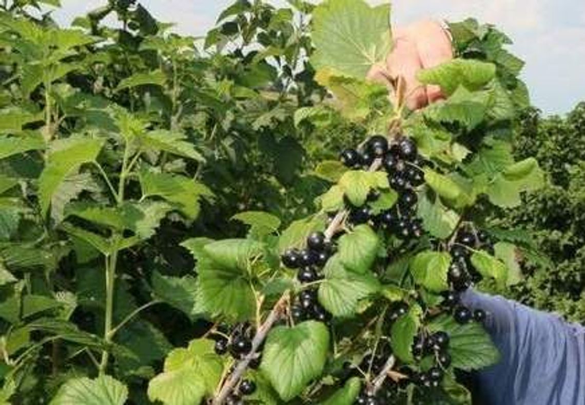 Plantatorzy owoców protestują. Zablokują drogę krajową nr 19 Plantatorzy owoców protestują. Zablokują drogę krajową nr 19