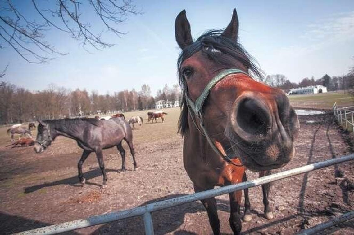 Platforma Obywatelska chce kontroli NIK w stadninach 