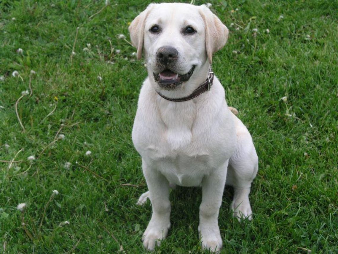 Plebiscyt: Czekamy na zdjęcia Waszych zwierzaków. Pierwsze zgłoszenia 