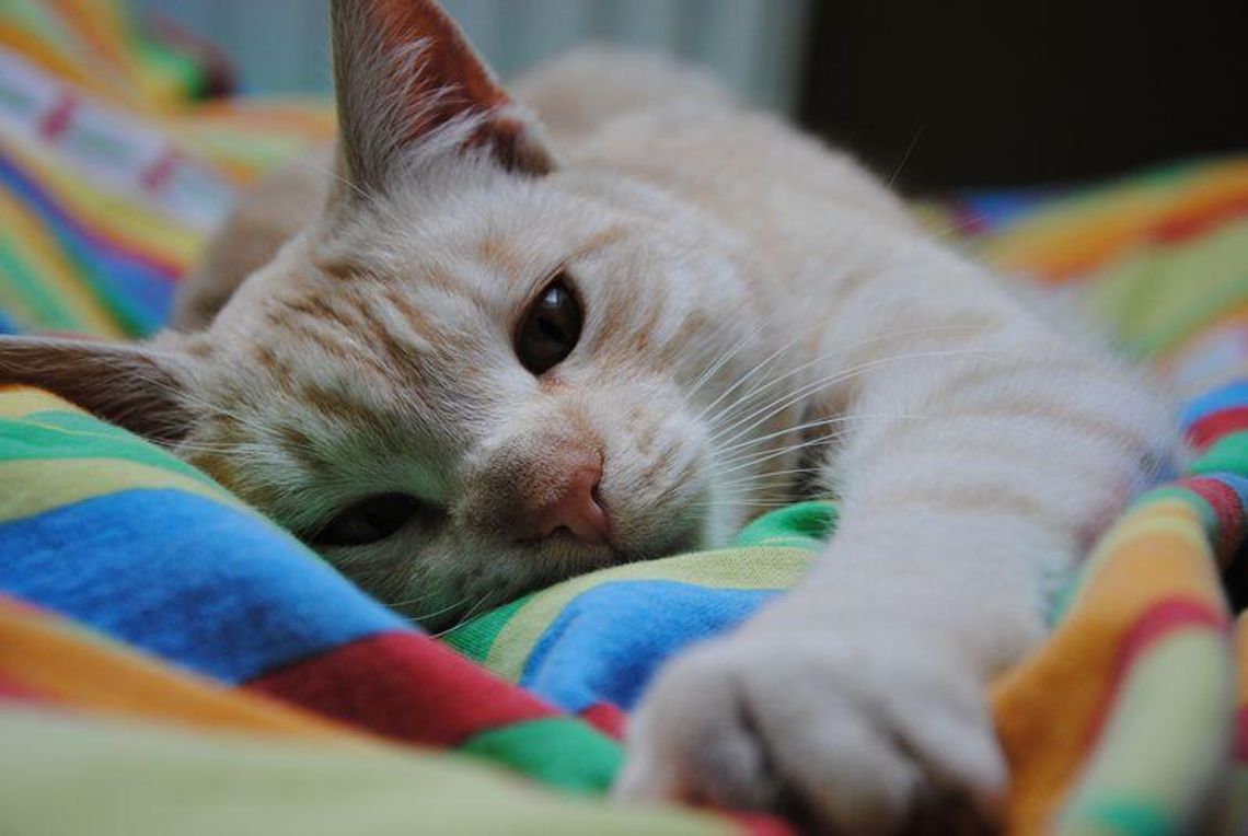 Plebiscyt \"Zwierzaki 2012\": Czekamy na Wasze zdjęcia  