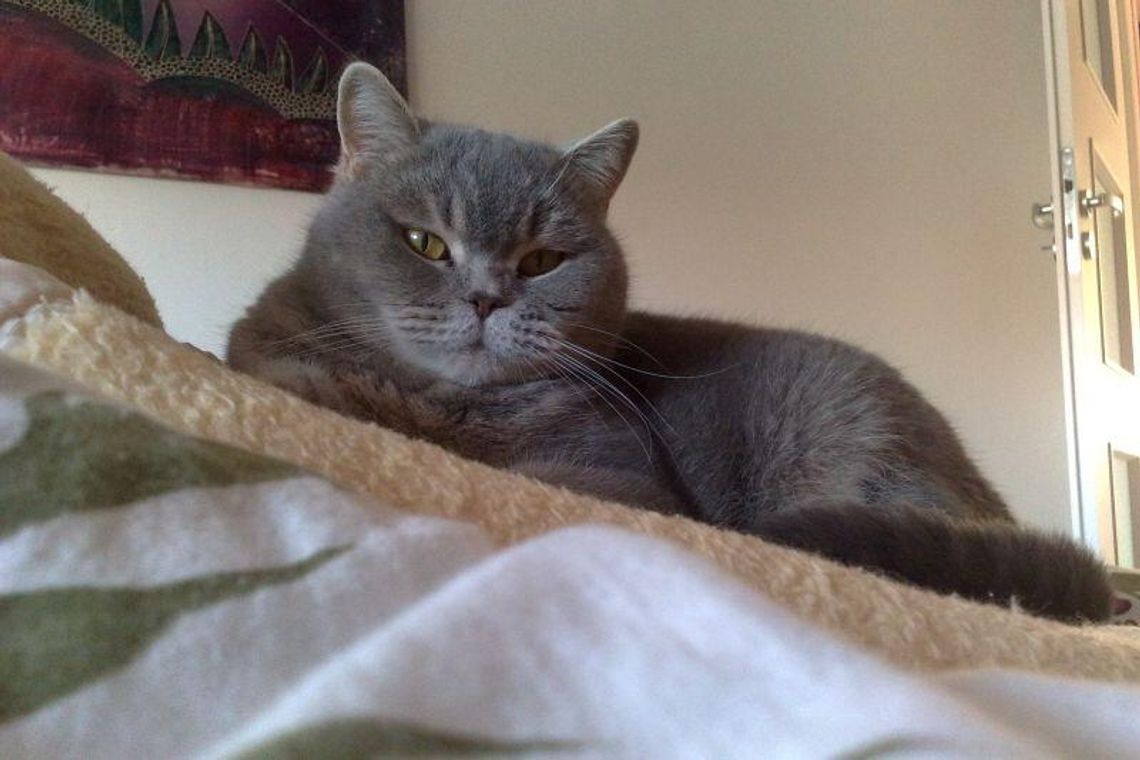 Plebiscyt \"Zwierzaki 2012\": Czekamy na zdjęcia Waszych zwierzaków