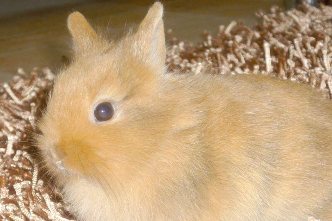 Plebiscyt Zwierzaki 2012: Głosowanie trwa