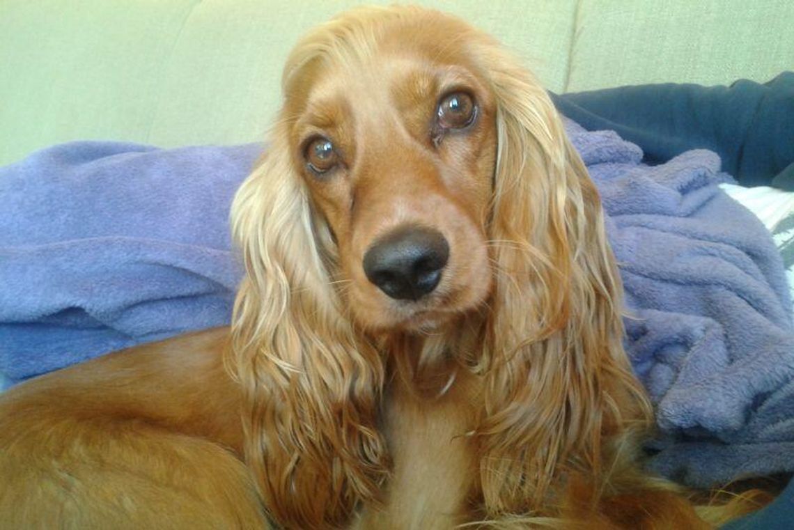 Plebiscyt \"Zwierzaki 2012\": Pierwsze zgłoszenia (zdjęcia)