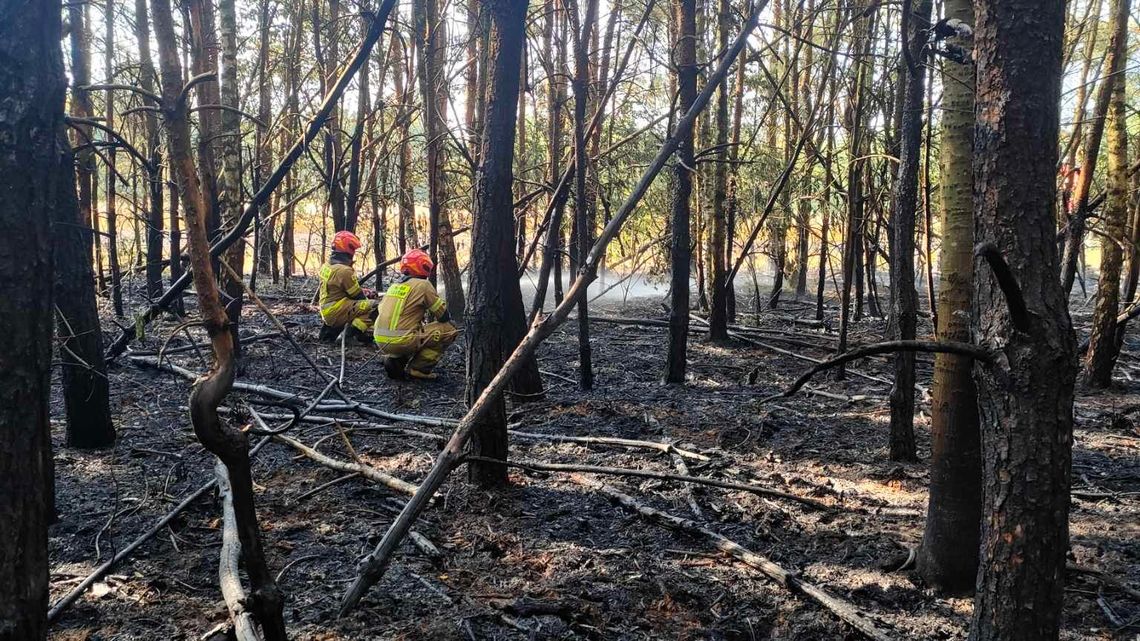Płonął kolejny kombajn, zboże i las
