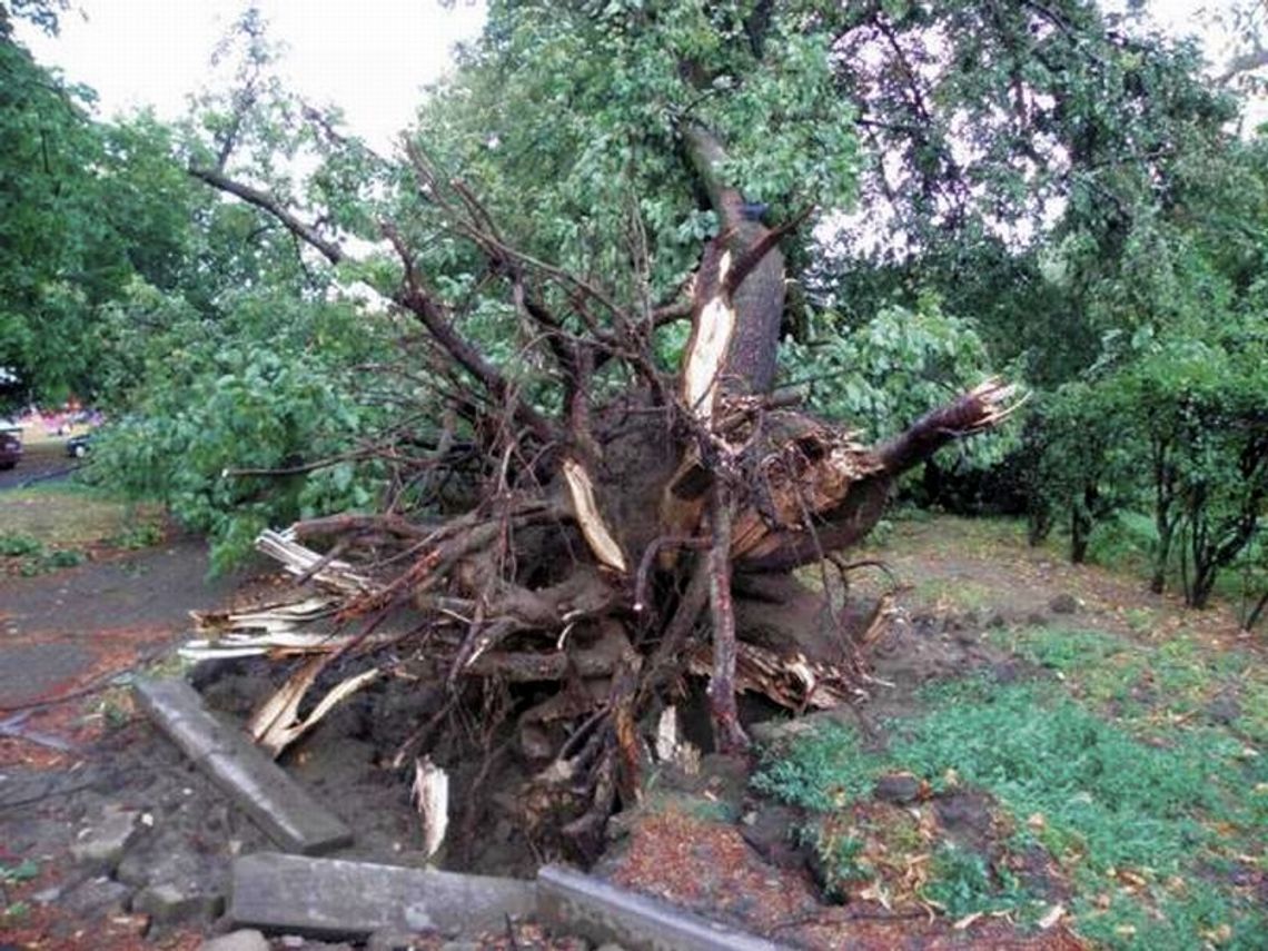 Po burzy powalone drzewa w Puławach