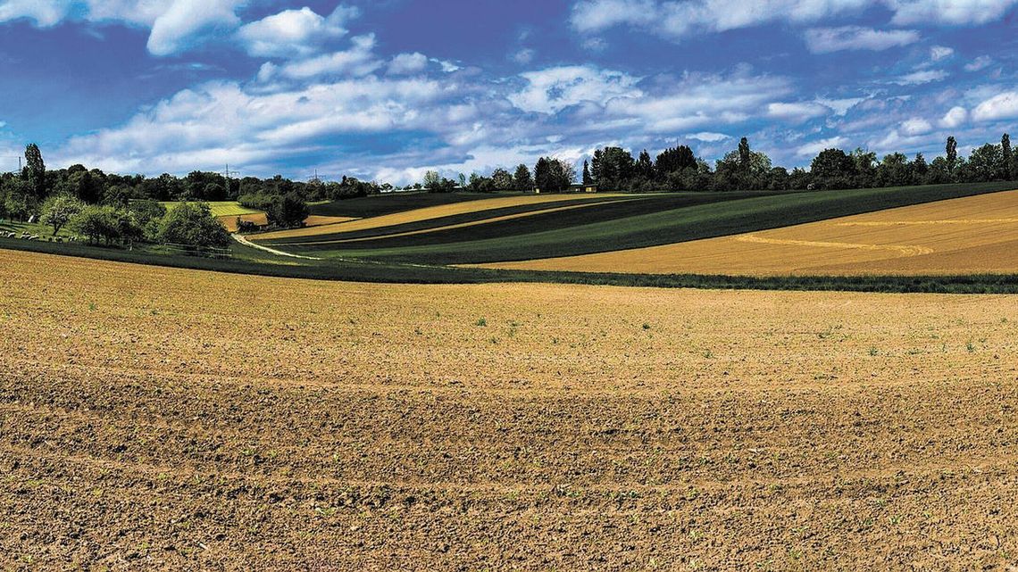 Po co nam drzewa między polami? Pomagają oczyszczać wodę