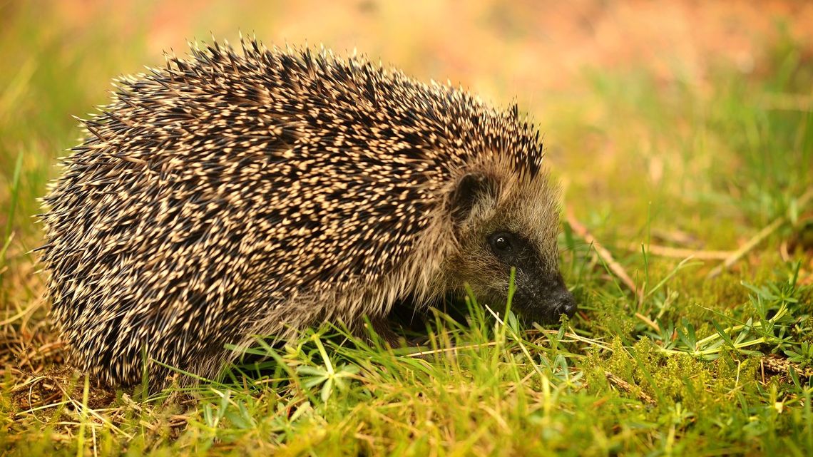 Po jerzykach czas na jeżyki. W parku są domki do przezimowania Po jerzykach czas na jeżyki. W parku są domki do przezimowania