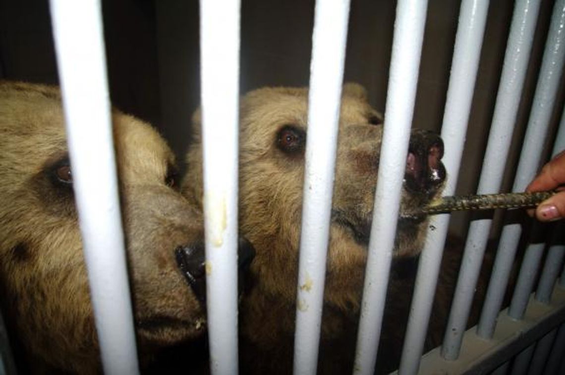Po modernizacji zoo niedźwiedzie wróciły do Zamościa