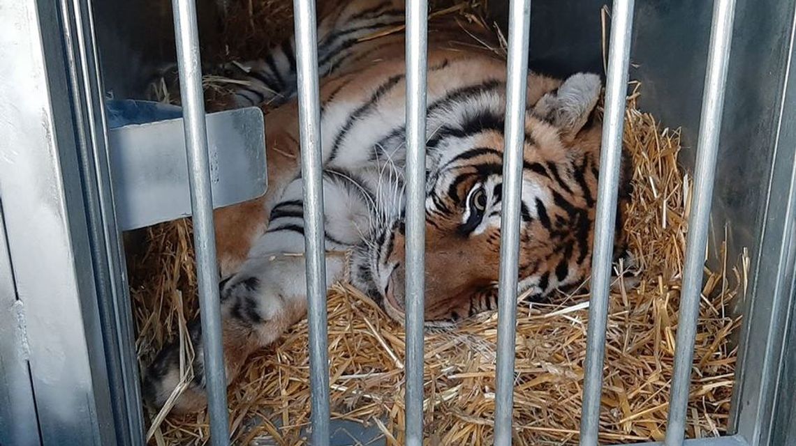 "Po nowe życie bez cierpienia". Tygrysy wyruszyły do Hiszpanii