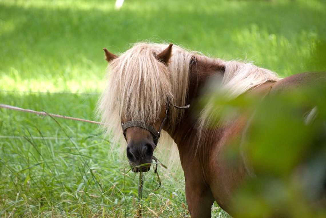 Po pijanemu handlowali kucykiem. Skończyło się rozbojem