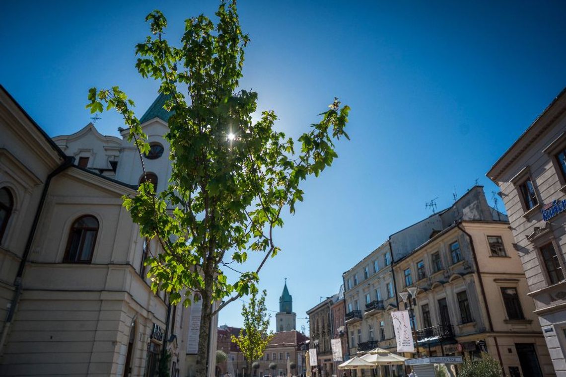 Po platanach przyjdą klony. Zmiany na lubelskim deptaku