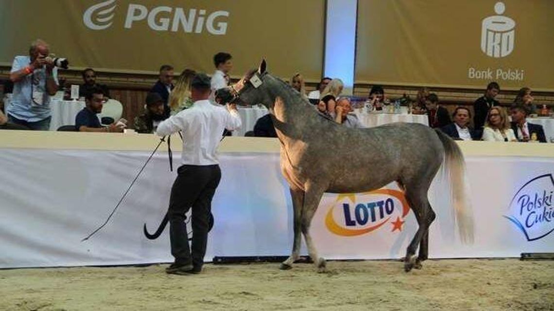 Po raz szósty przedłużono śledztwo dot. stadniny koni w Janowie Podlaskim. Dlaczego?
