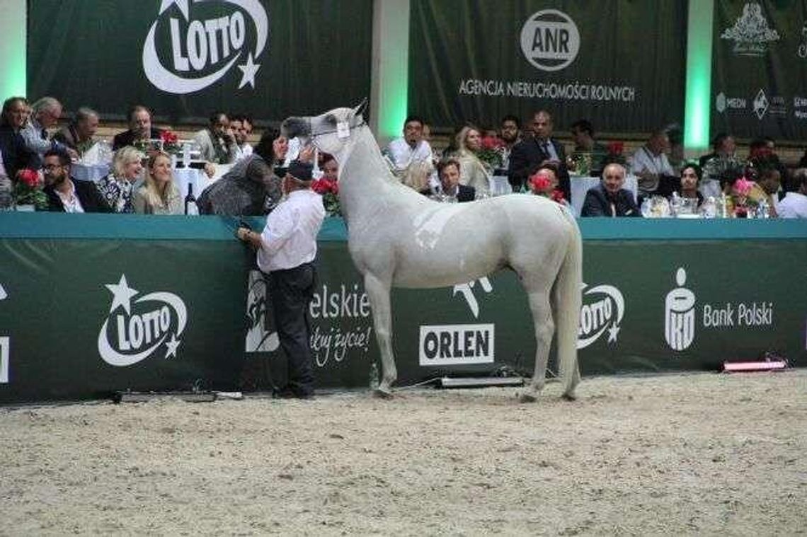 PO zawiadamia prokuraturę w sprawie aukcji Pride of Poland
