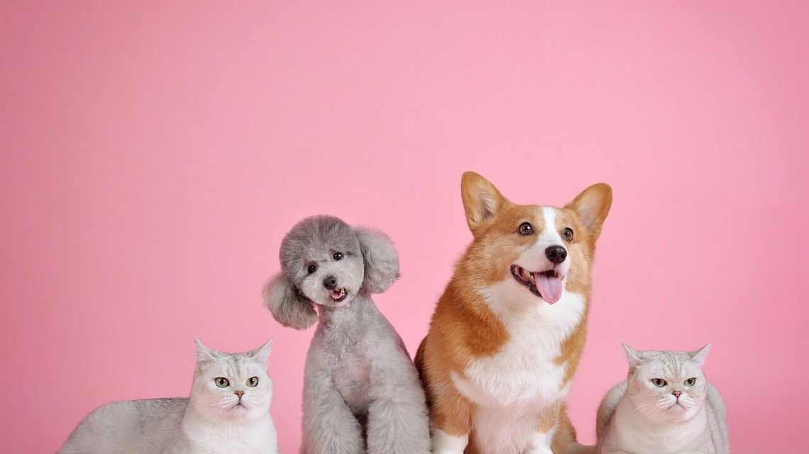 Pochwal się pupilem na czerwonym dywanie