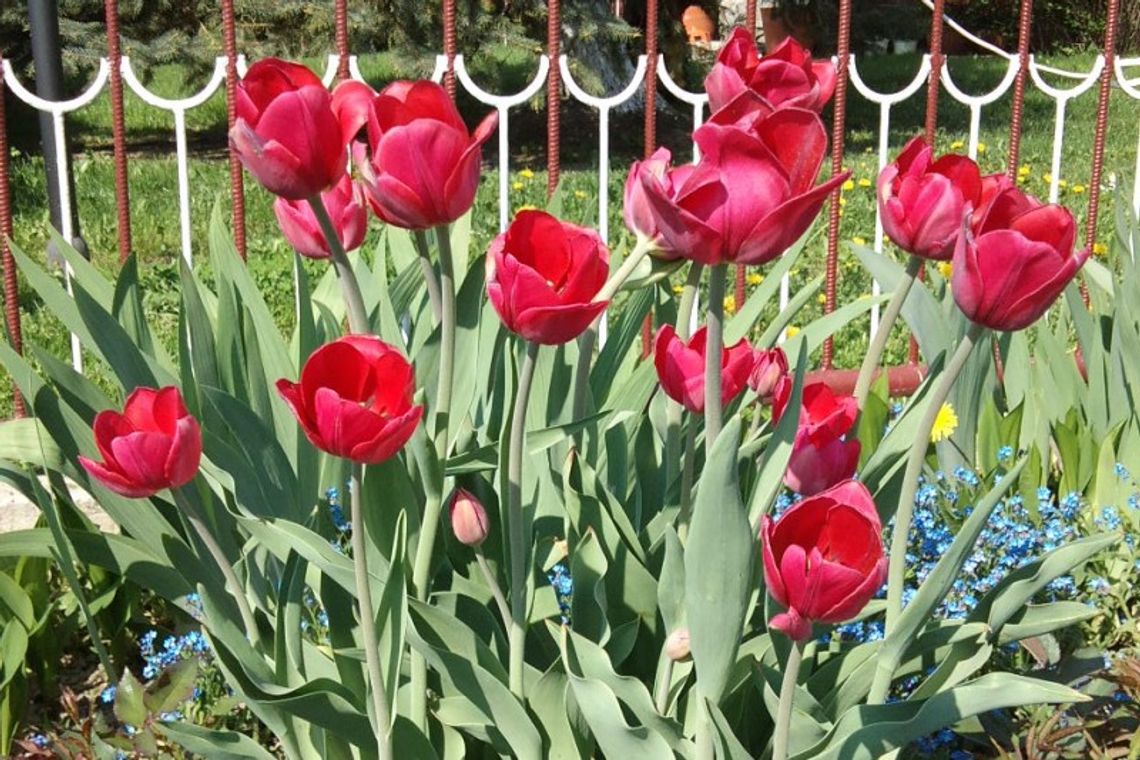 Pochwal się swoim ogrodem (zdjęcia)