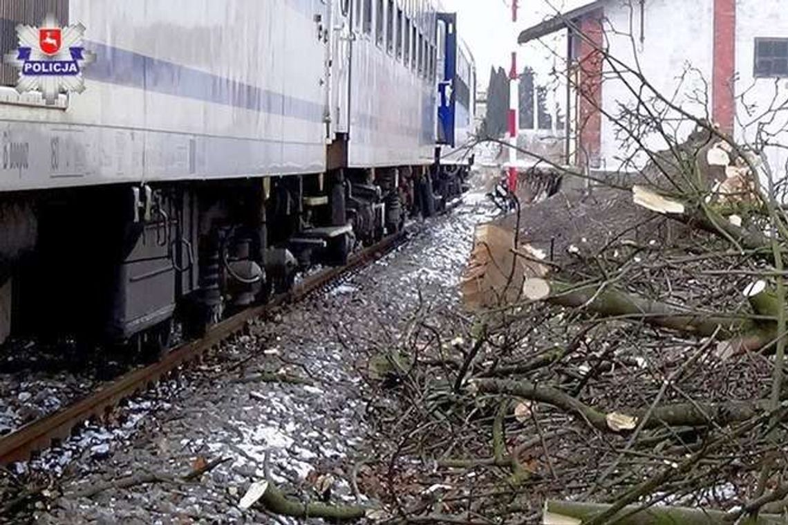 Pociąg pospieszny uderzył w drzewo [zdjęcia]
