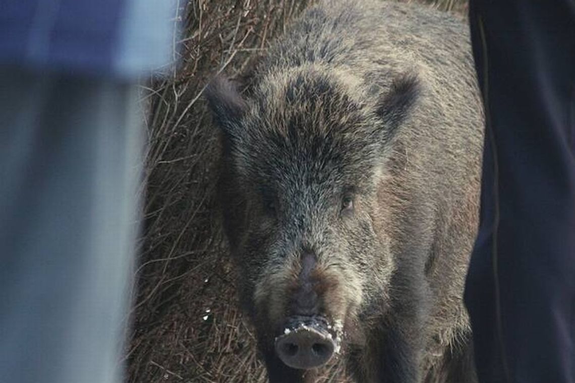 Poćwiartowali dzika i podzielili się mięsem