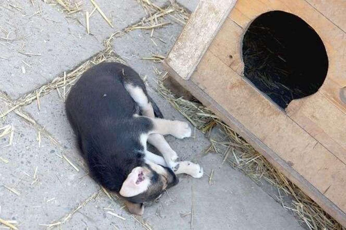 Początek końca schroniska w Krzesimowie. Trwa poszukiwanie nowych właścicieli