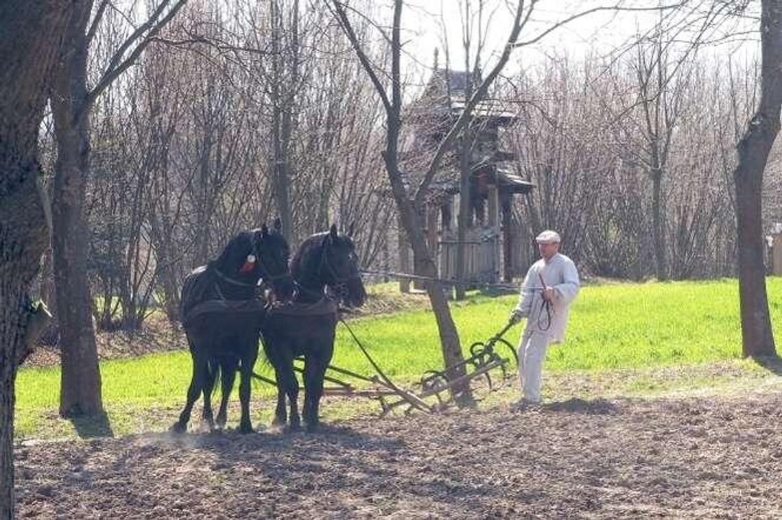 Początek sezonu w skansenie. Pokaz orki konnej