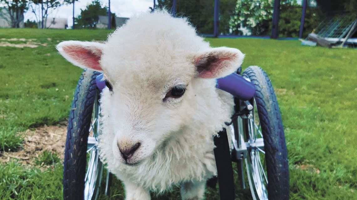 Pod Lublinem mieszka Nunio – owieczka, która jeździ na wózku