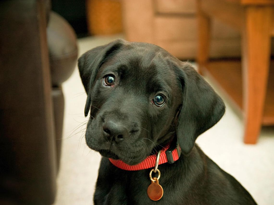 Podatki za domy i psy w Kraśniku bez zmian