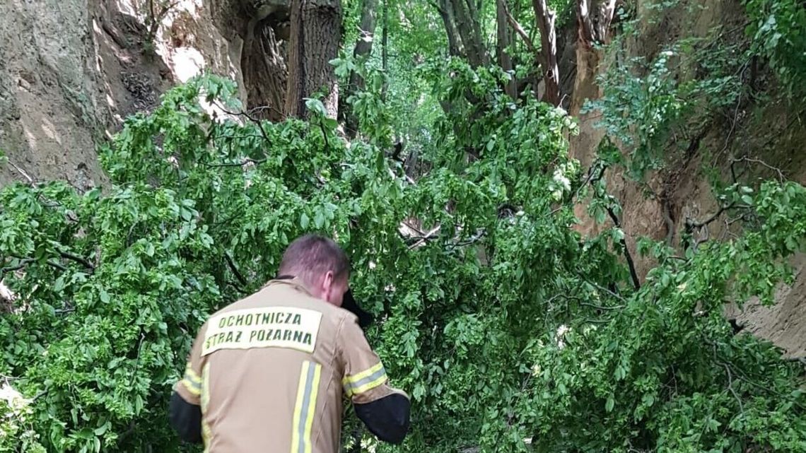 Podczas wycieczki na dzieci spadł konar drzewa. Jest śledztwo 