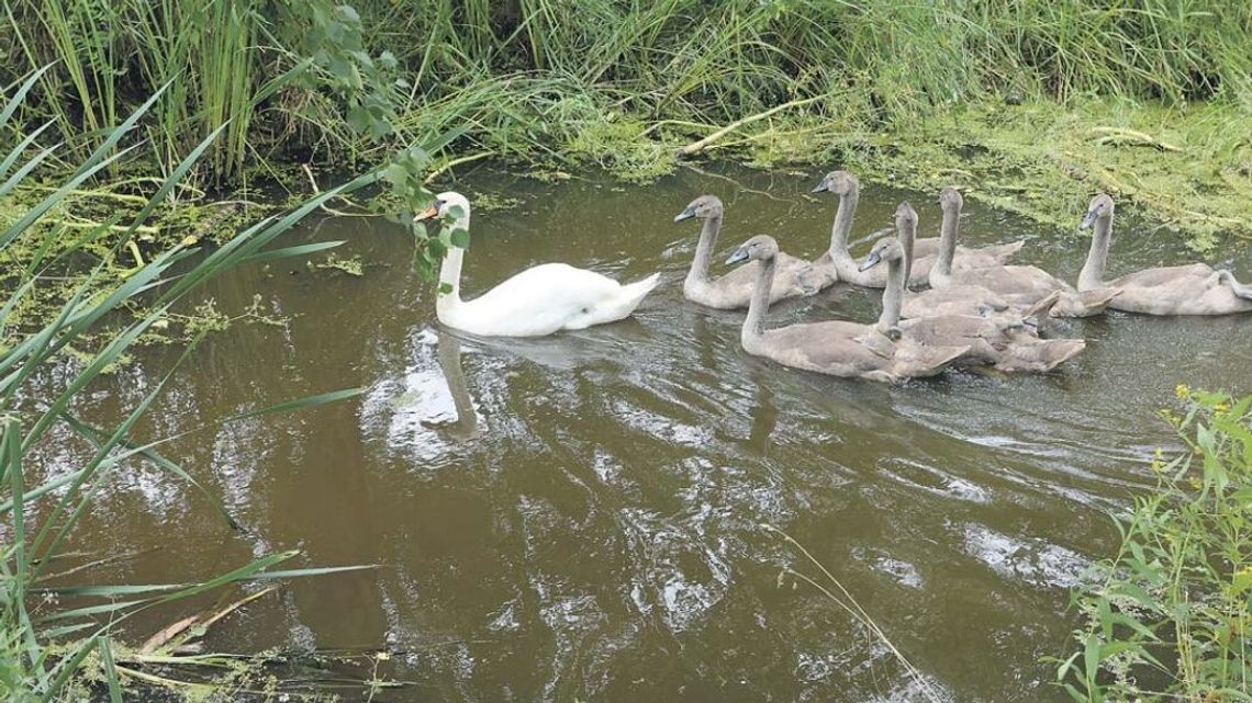Podglądnie czapli białej z szybem w tle